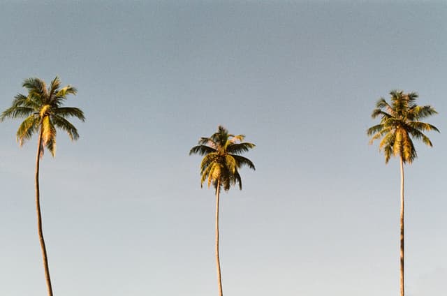 3 Palms