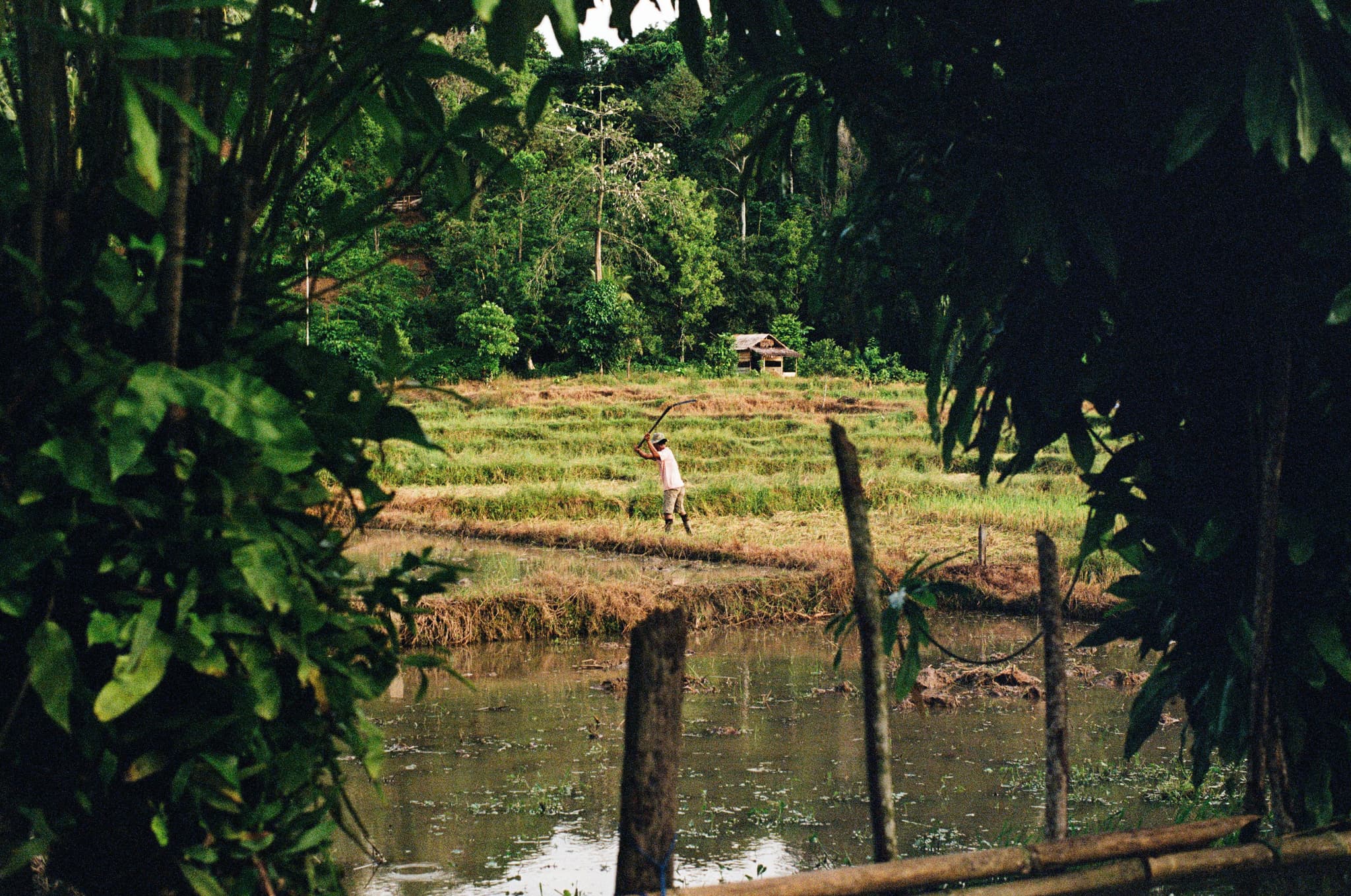 The Rice Farmer