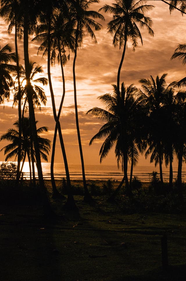 Through the palms_1
