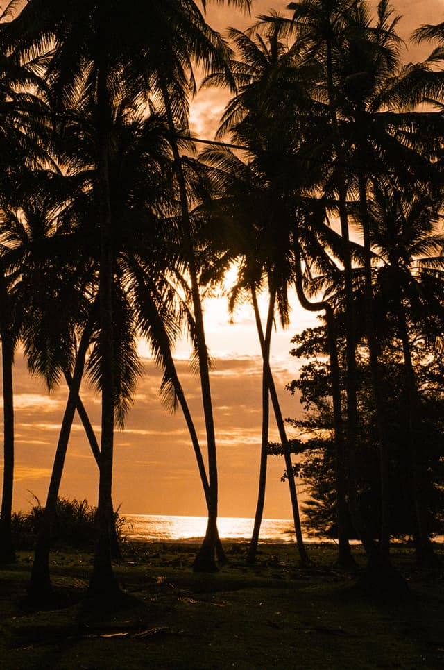 Through the palms_2