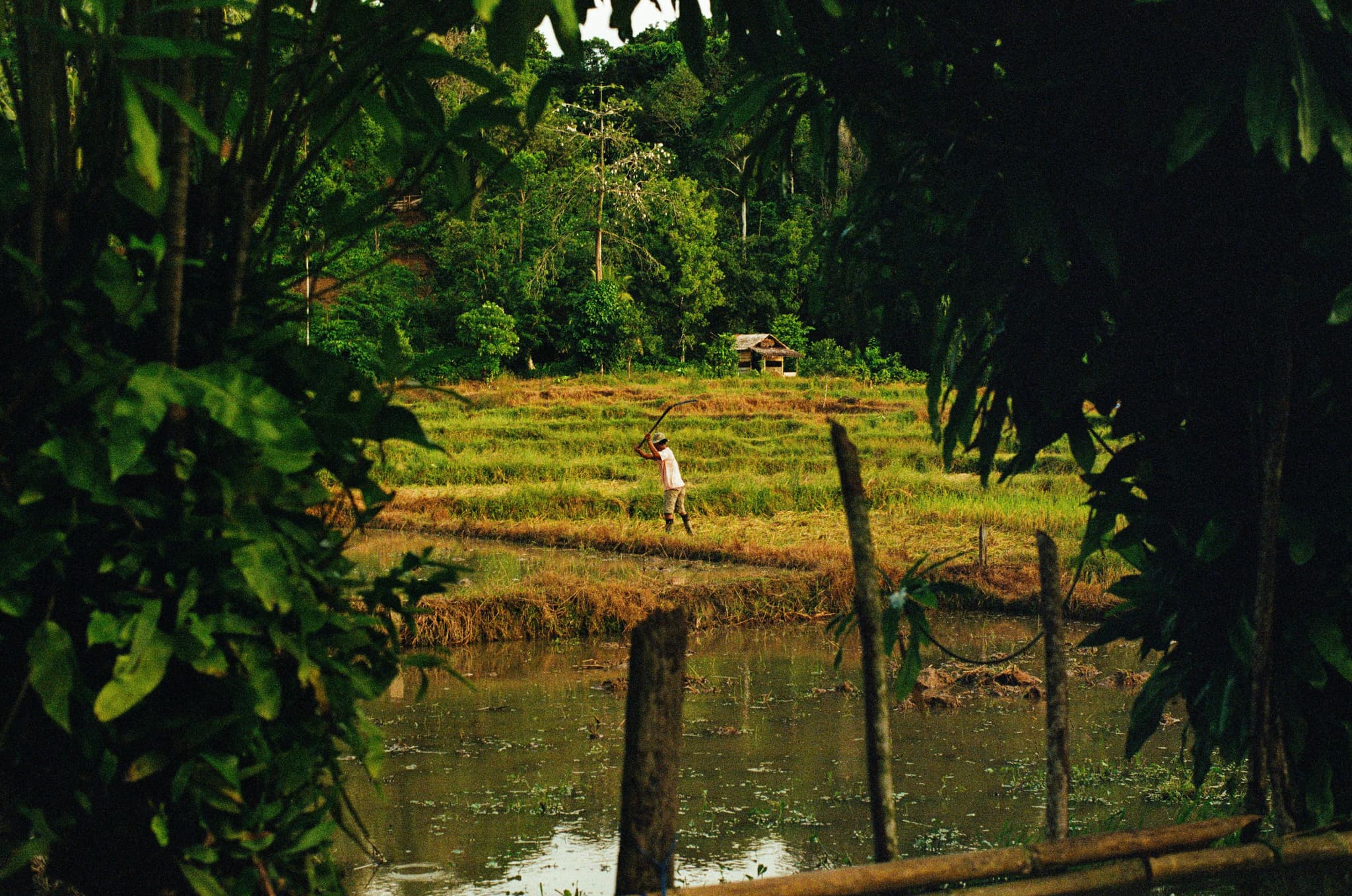 Indonesian paddy farmers