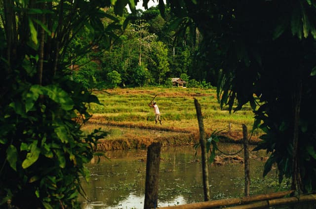 Indonesian paddy farmers